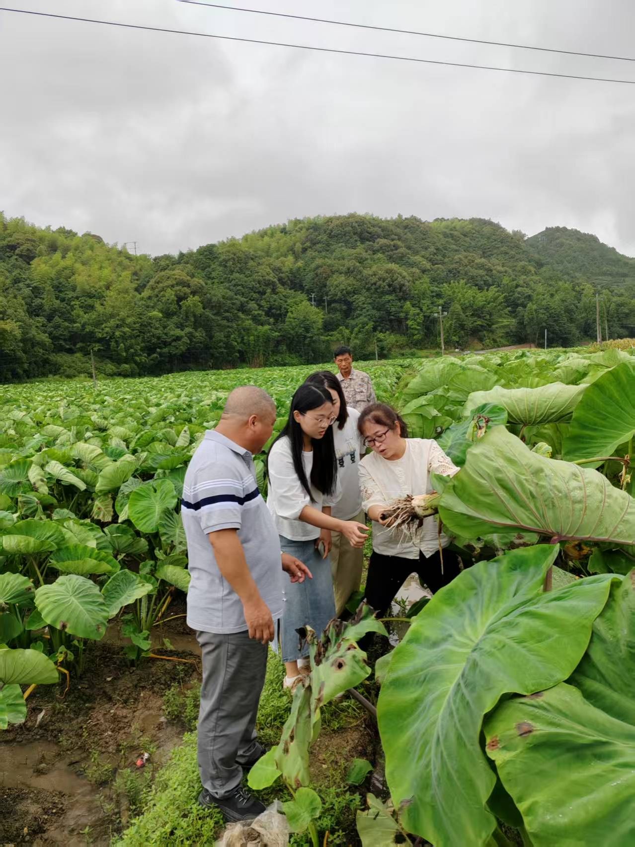 园艺园林学院教师赴福鼎指导槟榔芋病虫害防治